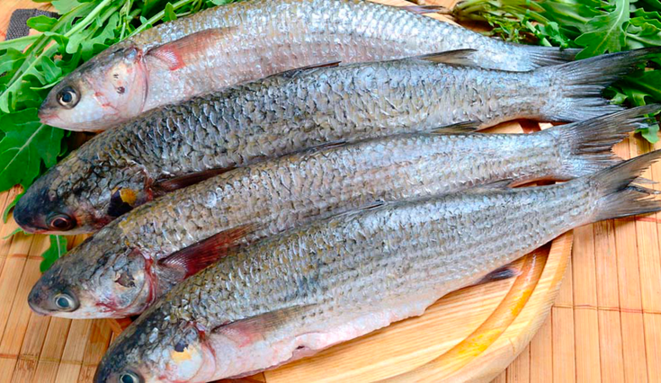 El pescado más venenoso del mundo, puede tener hasta 70 parásitos.