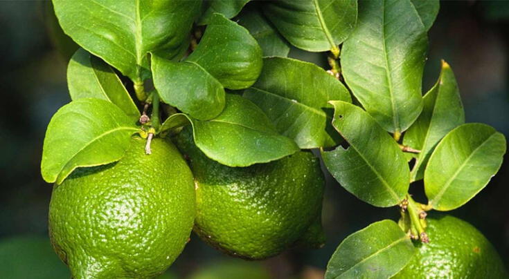 Beneficios de la hoja de limón: usos medicinales, digestivos y un remedio natural que te sorprenderá