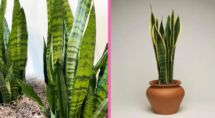 Esta es la forma más efectiva de limpiar tu sansevieria o lengua de suegra: el truco casero que sí o sí puedes aplicar