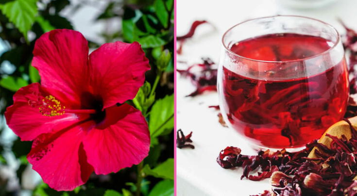 ¿Qué tiene la flor de jamaica que la vuelve tan poderosa para tu salud? Esto dicen los expertos
