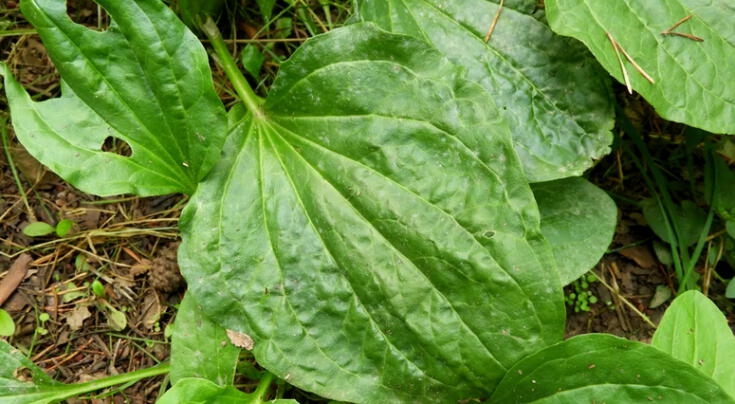 Llantén: beneficios, usos y cómo aprovechar esta planta medicinal, según expertos