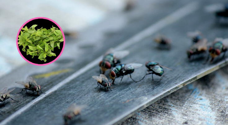 ¿Tienes moscas en casa? Este planta natural es la solución, según expertos