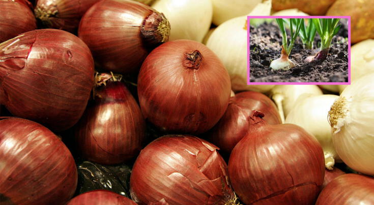 Propiedades de la cebolla y su aporte nutricional para potenciar tu salud según expertos