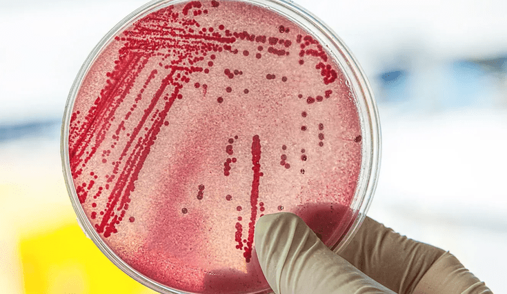 El nuevo gen que salta entre bacterias de diferentes tipos para otorgarles inmunidad.