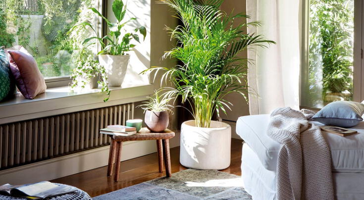 Plantas que purifican el aire según la NASA: mejora tu casa con estas especies naturales