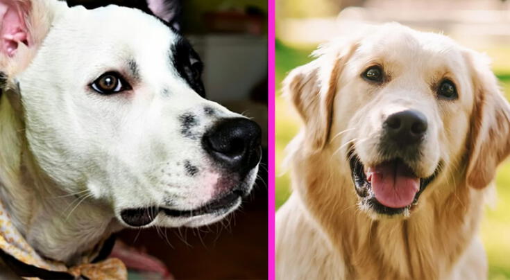 Día Mundial del Perro: por qué se celebra el 21 de julio, una fecha para reflexionar, cuidar y adoptar