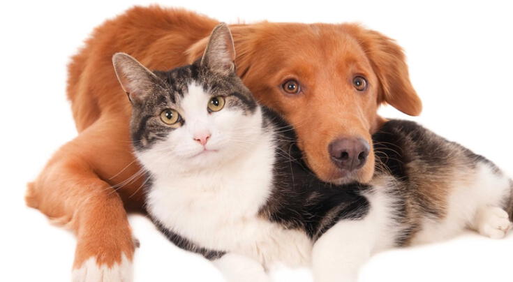 Cómo aumentar la expectativa de vida de perros y gatos: consejos para cuidar mejor a tu mascota mayor y mejorar su bienestar