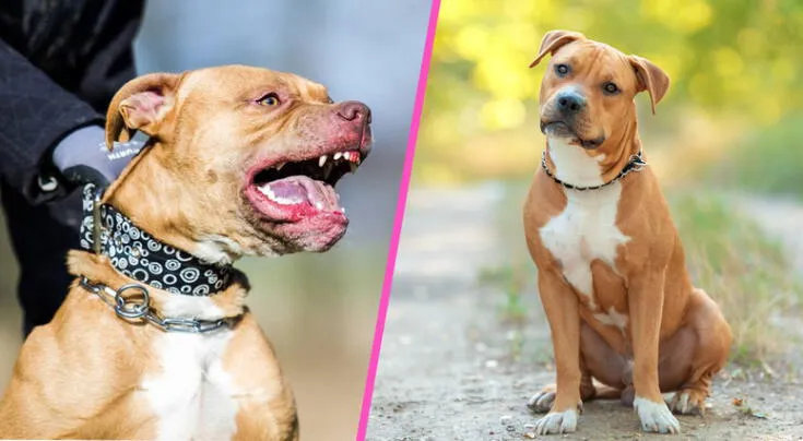 ¿Los perros pitbull son agresivos por naturaleza? Esto dicen los expertos en medio de los ataques reportados en Los Olivos