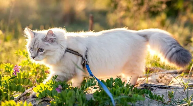 ¿Por qué no se debe sacar a los gatos a la calle con correa? Experto explica el riesgo y el problema detrás de esta práctica