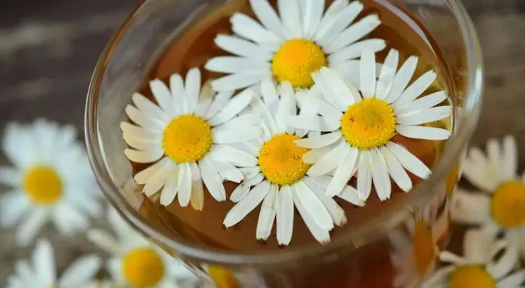 Los beneficios de la manzanilla para la salud.