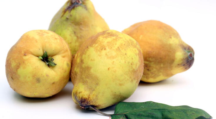 Membrillo: descubre sus propiedades curativas, valor nutricional y formas de preparación de este fruto, según expertos