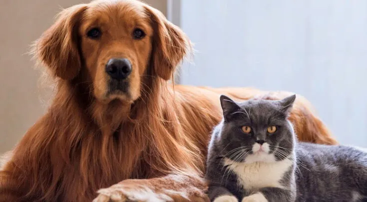 Pulgas en mascotas: guía de Harvard con 4 recomendaciones para erradicarlas del hogar, además de cuidar a perros y gatos Pulgas en mascotas: guía de Harvard con 4 recomendaciones para erradicarlas del hogar, además de cuidar a perros y gatos