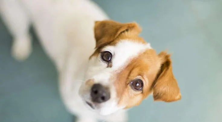 ¿Por qué tu perro te mira fijamente a los ojos? Esto revelan los expertos