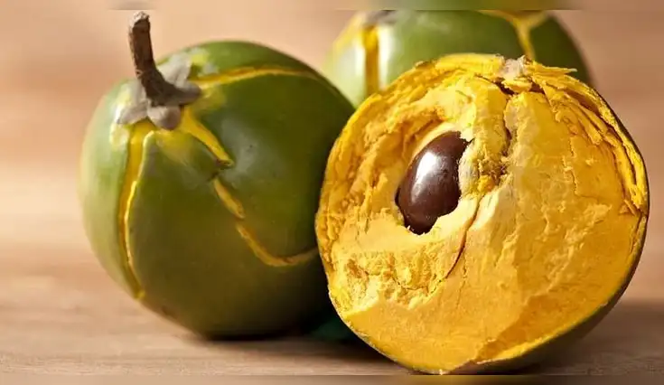 La lúcuma, fruta originaria de los Andes, destaca por su sabor y nutrientes. La lúcuma, fruta originaria de los Andes, destaca por su sabor y nutrientes.