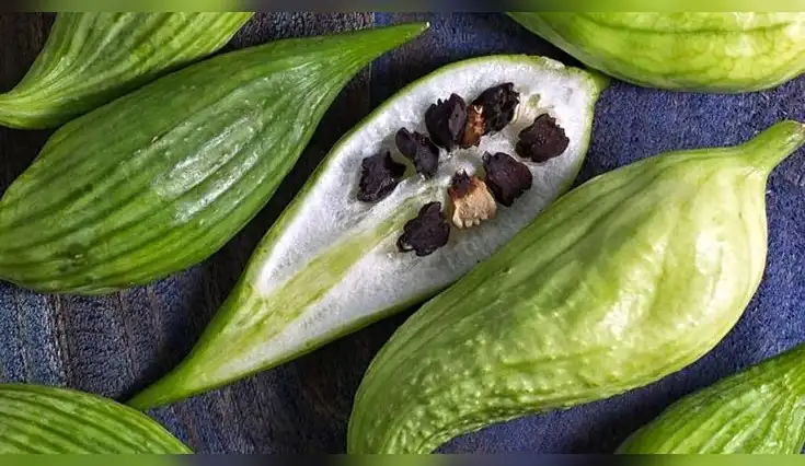 Conoce todos los beneficios de la caigua para la salud.