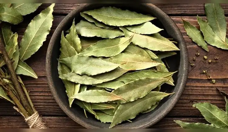 El laurel no solo es un aliado culinario, también un recurso natural con múltiples aplicaciones en la salud El laurel no solo es un aliado culinario, también un recurso natural con múltiples aplicaciones en la salud