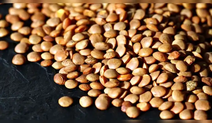 Comer lentejas puede ayudarte a equilibrar el colesterol y reducir riesgos cardíacos, según estudios. Comer lentejas puede ayudarte a equilibrar el colesterol y reducir riesgos cardíacos, según estudios.