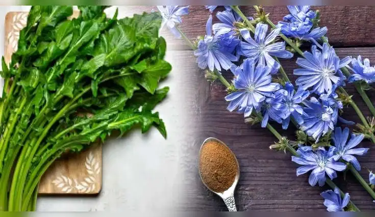 Descubre los beneficios de la achicoria para tu microbiota, digestión, azúcar en sangre y peso. Descubre los beneficios de la achicoria para tu microbiota, digestión, azúcar en sangre y peso.
