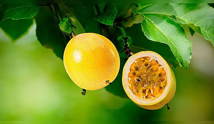 Descubre cómo el maracuyá beneficia tu salud.